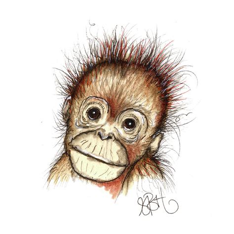 Baby Orangutan Drawing