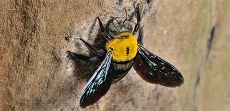 Getting rid of carpenter bees is difficult. Getting Rid of Carpenter Bees The Right Way