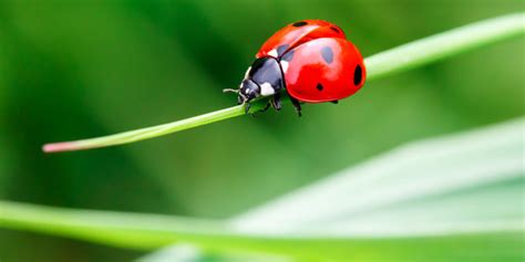 Ladybugs Vs Lady Beetles Can You Spot The Difference Infographic
