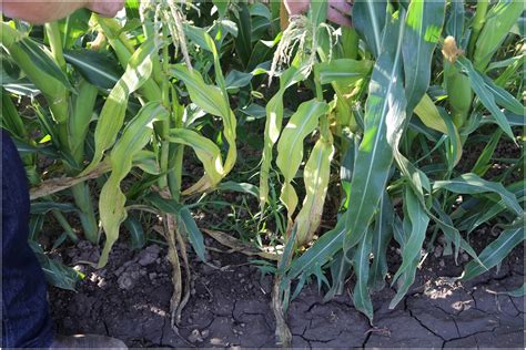 Seed Transmitted Wheat Mosaic Virus In Sweet Corn In Utah Plant