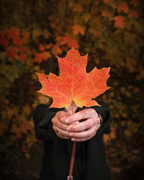 500 Maple Leaf Pictures Hd Download Free Images On Unsplash