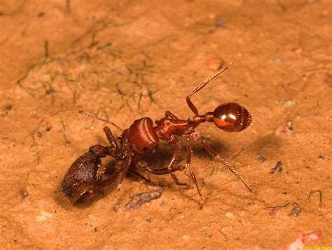 Acromyrmex Versicolor Desert Leafcutter Ant Colony Founding A Good Life