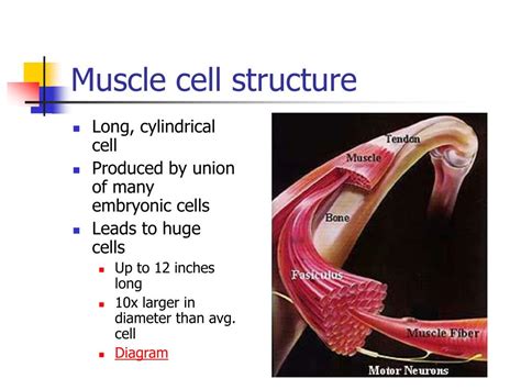 A skeletal muscle cell is long and threadlike with many nuclei and is called a muscle fiber. PPT - Muscle Cell Function PowerPoint Presentation, free ...