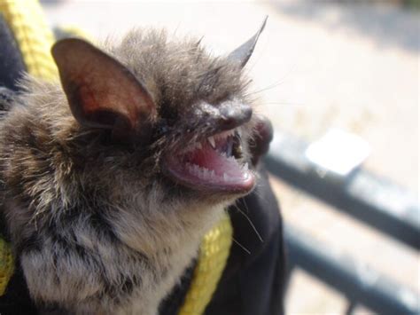 Bat Rabies A Disease That Can Be Avoided With Bat Removal