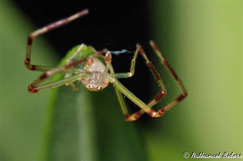 Hot promotions in black crab on aliexpress: Crab Spider - What's That Bug?