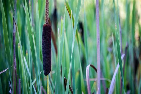 Cattail Reed Pond Swamp Plant Nature Brown Botany Wetland