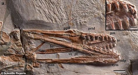 Researchers Discover New Species Of Pterosaur That Ate Crustaceans Big World Tale