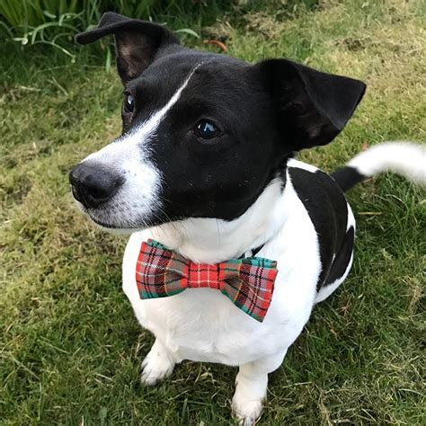 Tartan Dog Bow Tie Scotlandshop Scotlandshop