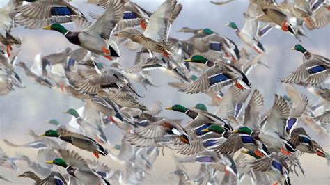 The Mallard Migration — Conservation Law Center