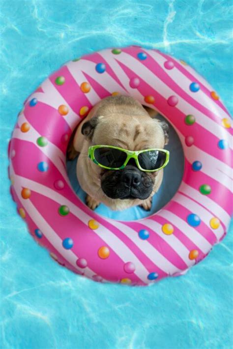 Cute Pug Floating In A Swimming Pool With A Pink Donut Ring Flotation
