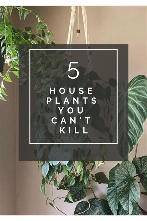 House Plants Even You Cant Kill Dream Of Home Easy House Plants