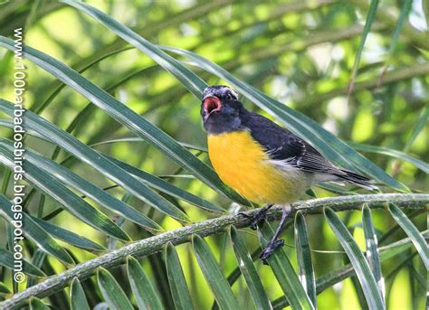 Birds Of Barbados Birding Five Islands In Six Days St Maartens