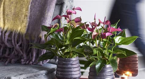 Nov 04, 2020 · how to grow anthuriums in the garden anthuriums grow very well in controlled environments of the home when given indirect sunlight, consistent temperatures and regular waterings. De 2 bekendste soorten anthuriums