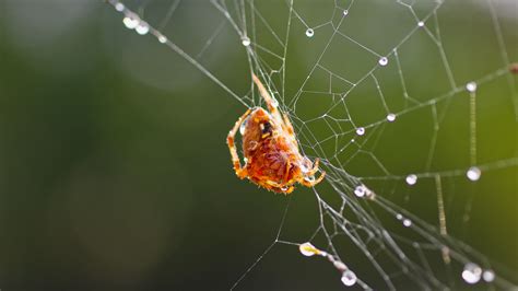 Spider Webs And Dew