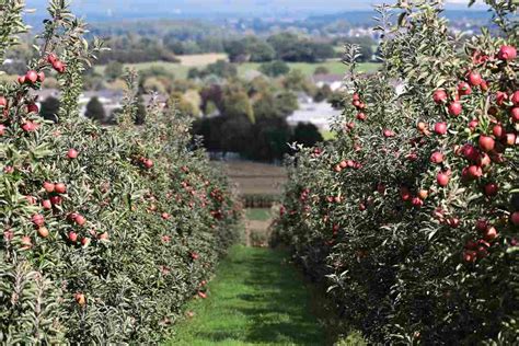 High Density Apple Farming Planting Spacing Yield In India Agri