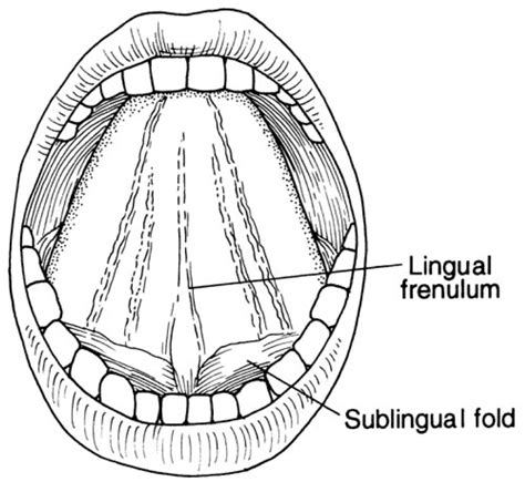 Cds Oral Cavity Diagram Quizlet