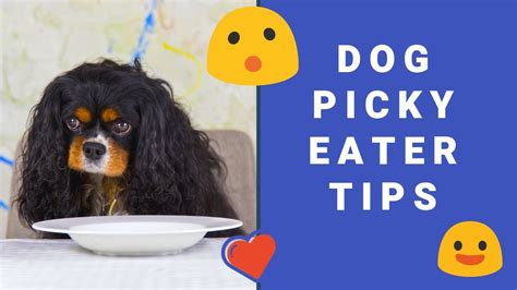 Dog Picky Eater Tips Youtube