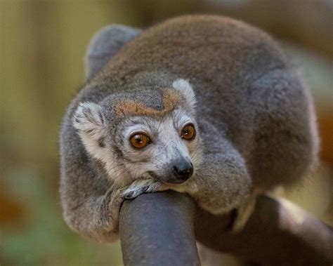 A Female Crowned Lemur Rests In Ankarana Special Reserve Madagascar