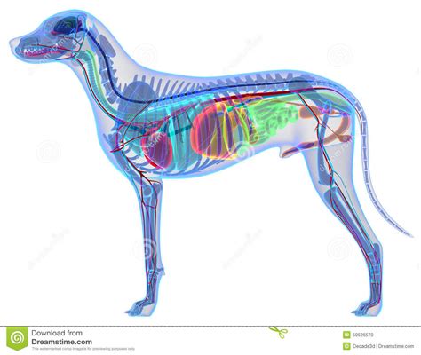 Anatomía Del Perro Anatomía Interna De Un Perro