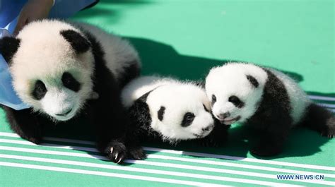 12 Giant Panda Cubs Meet Public In Chengdu Sw Chinas Sichuan Xinhua