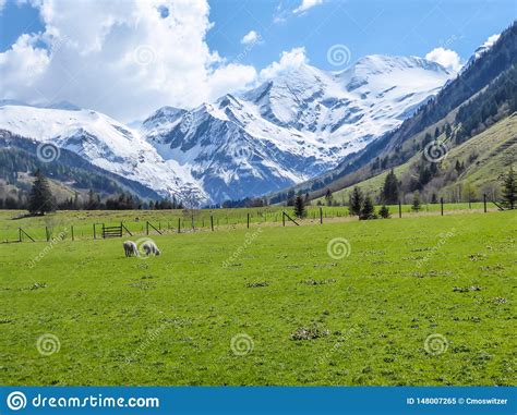Austria Alpine Meadow With Snowy Mountains In The Back Stock Image