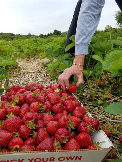 Sweet Berry Farm Enters 39th Strawberry Season Pick Your Own Begins On