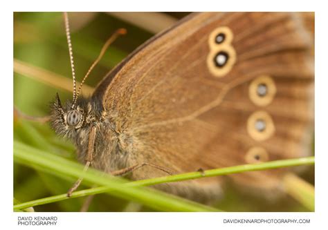 Ringlet Aphantopus Hyperantus Butterfly Viii · David Kennard