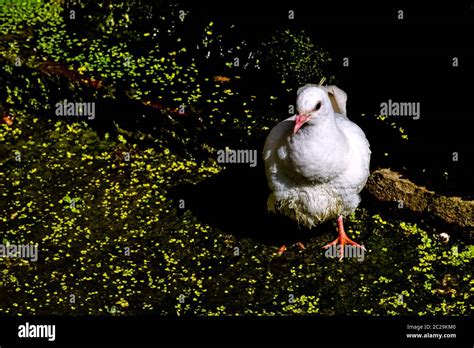 Wild White Pigeon Release Dove In Warwick Warwickshire United
