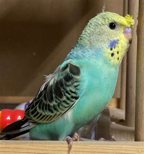 Crested Budgie