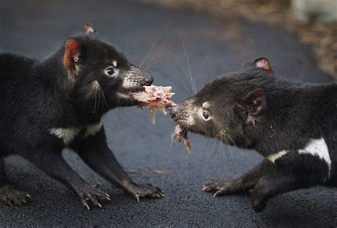 Second Contagious Cancer Found To Afflict Tasmanian Devils