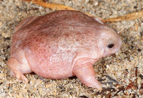 A Small Pink Frog Sitting On Top Of Gravel