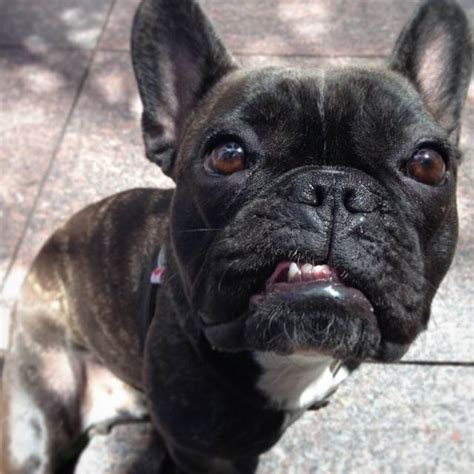 69 French Bulldog Boston Terrier Pic Bleumoonproductions