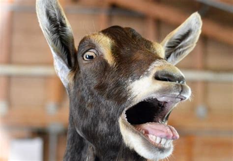 Goat Scream Blank Template Imgflip