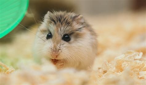 Is A Hamster The Right Pet For You