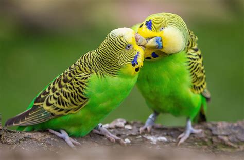 How To Identify The Gender Of A Budgie The Perruches