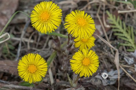 Yellow Spring Flowers Identification 13 Of Michigan S Prettiest