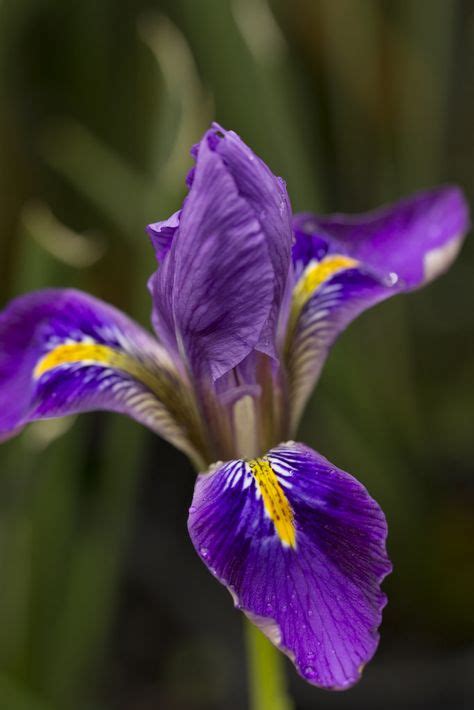 120 Algerian Iris Ideas Iris Plants Algerian