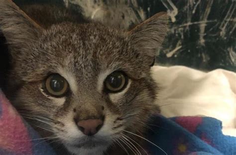 This is gato colocolo (fam. SAG Libera a un gato colocolo tras cuatro meses de ...