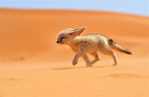 Sahara Desert Fox Photo One Big Photo