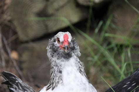 So far she is the biggest of the 4 more birds we got recently. Ameraucana 9 weeks hen or rooster? | BackYard Chickens ...