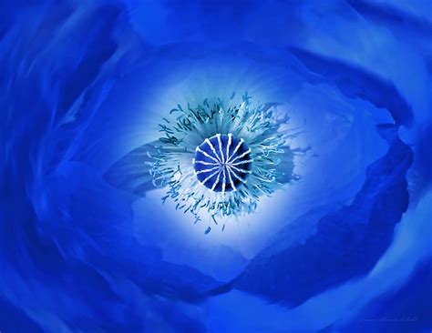 Macro Blue Poppy Flower Abstract Photograph By Jennie Marie Schell
