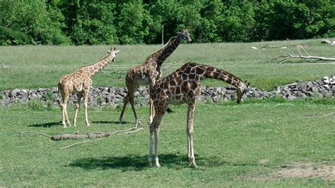 Giraffes At Zoo Giraffes At Columbus Zoo Ohio Youtube