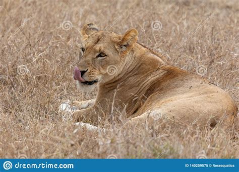 Lion Laying In The Grasslands On The Masai Mara Kenya Africa Stock