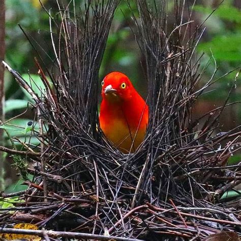 Meet The Flame Bowerbird With Colors Of Fire And An Amazing Dance