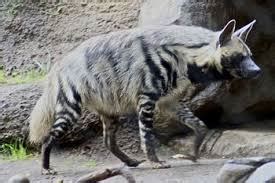 The striped hyena is closing in on the endangered species list but people are not fighting to keep them alive; Striped Hyena in Kenya