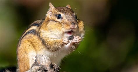 Discover The Six Best Ways To Keep Chipmunks Out Of Your Garden