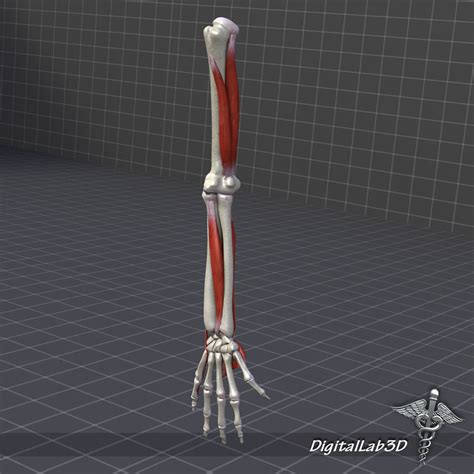 Human Arm Bone And Muscle Structure 3d Model Max Obj 3ds Fbx C4d Lwo Lw