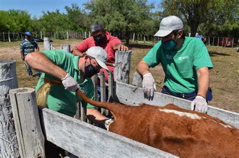 Aquéllas sujetas a los procedimientos establecidos en las disposiciones de sanidad animal, que desarrollan la secretaría o las personas físicas o morales, en términos de lo establecido en esta ley; | Continúan las acciones para resguardar la sanidad animal ...