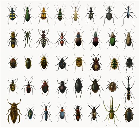 Different Types Of Insects Psd ~ Photos ~ Creative Market