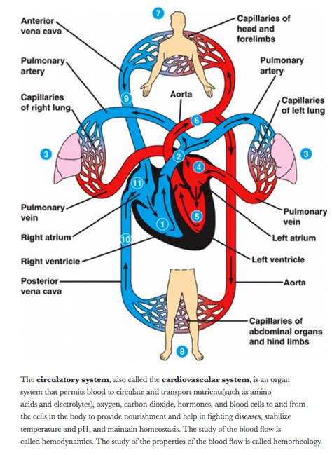 Heart Diagram Blood Flow Oxygenated And Deoxygenated Robhosking